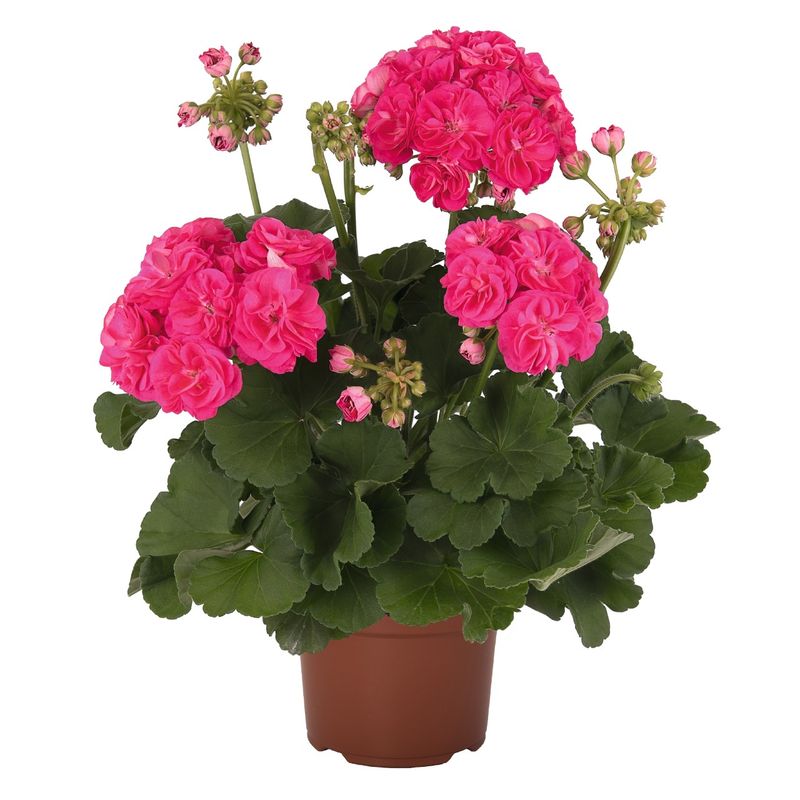 Pelargonia Survivor Idols® Rosalinda