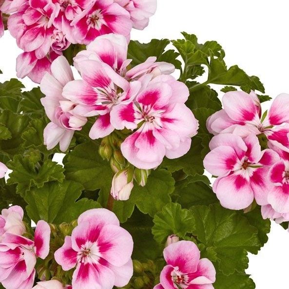 Pelargonia Trendix Sweet Pink Eye