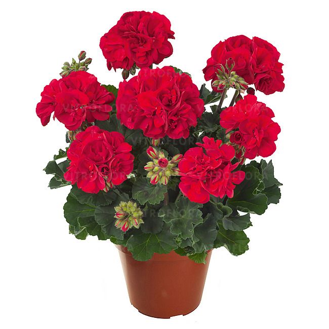 Pelargonia Trendix Dark Green Fire