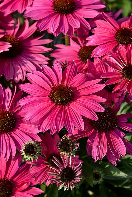 Jeżówka Pearl™ Magenta Imp