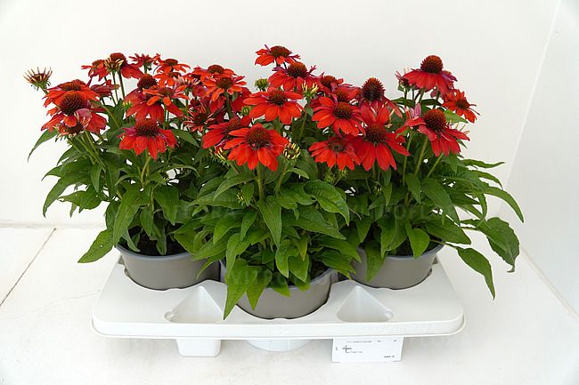 Jeżówka Pearl™ Red Imp.