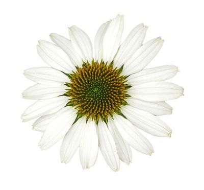 Jeżówka Pearl™ White