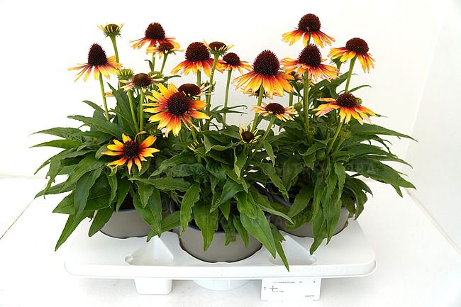 Jeżówka Pearl™ Parrot