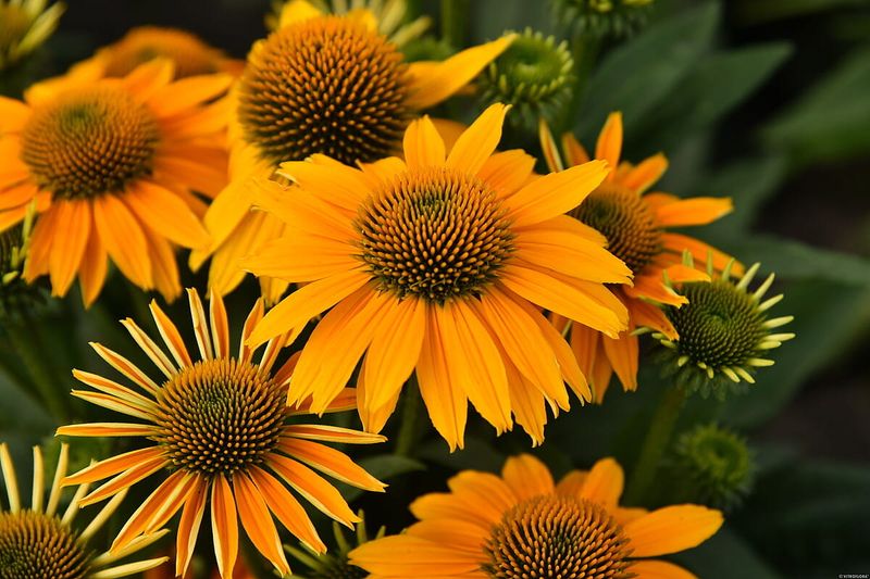 Jeżówka Pearl™ Sunny