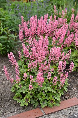 Żurawkotenella Pink Revolution