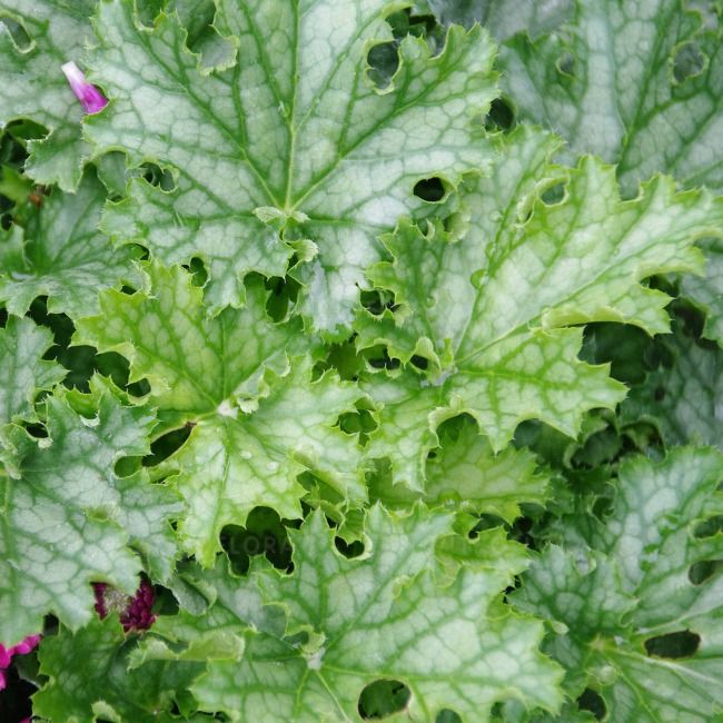 Żurawka Lime Swizzle