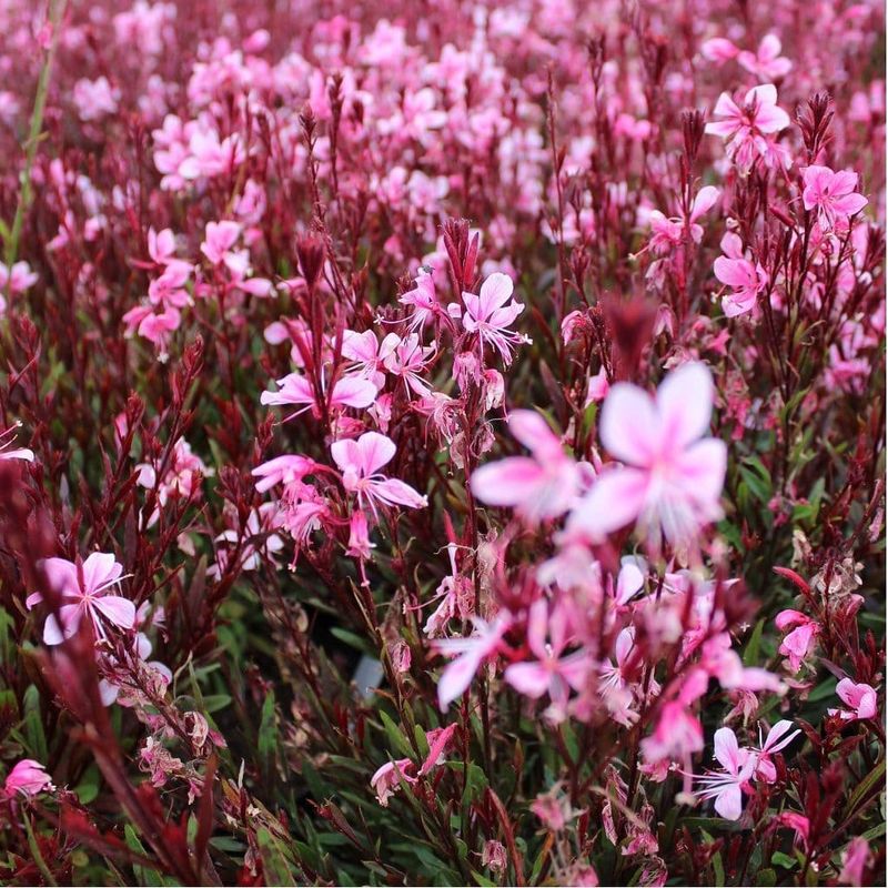 Gaura Passionate Blush