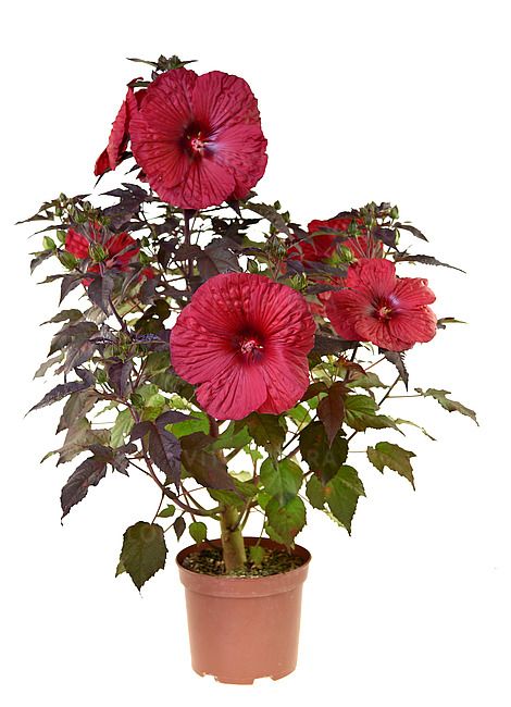 Hibiskus bagienny Summerific® Holy Grail