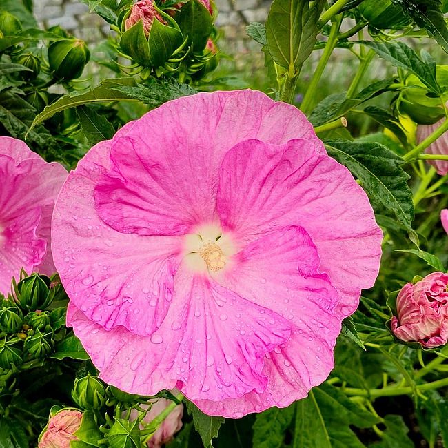 Hibiskus bagienny Pink Wheel