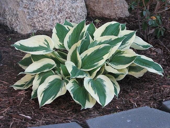 Hosta Minute Man