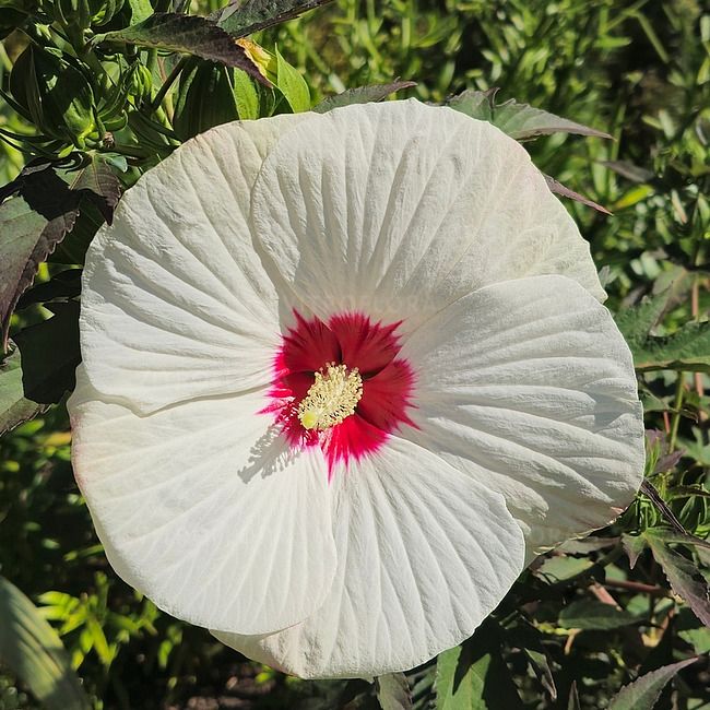 Hibiskus bagienny Red Dot