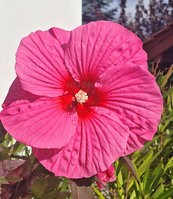 Hibiskus bagienny Pink Chocolate