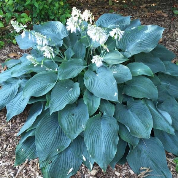 Hosta Blue Angel
