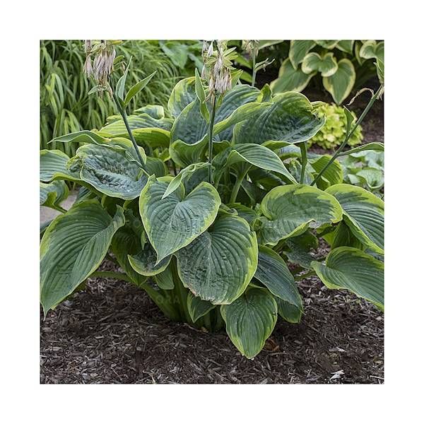 Hosta Shadowland® Wu La Lal