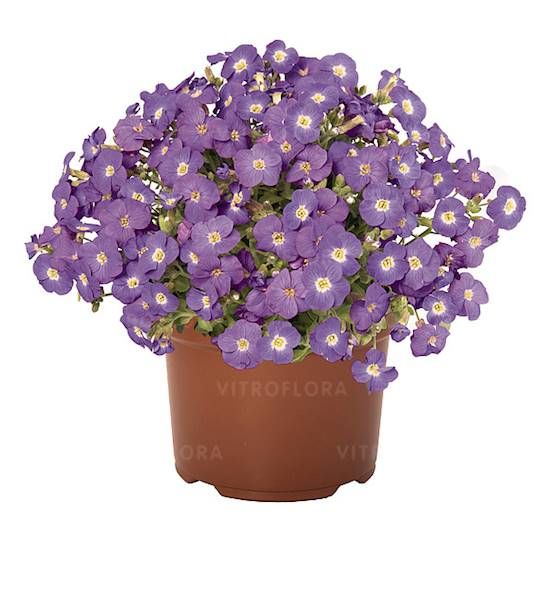 Żagwin Rock on Blue