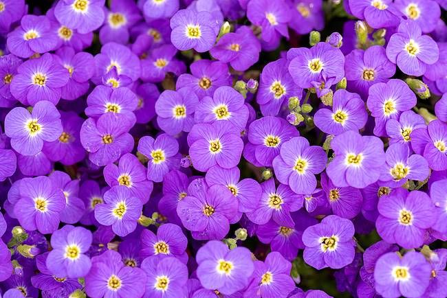 Żagwin Axcent™ Light Blue