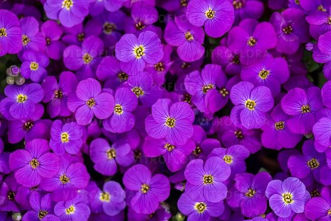 Żagwin Axcent™ Deep Purple Impr.