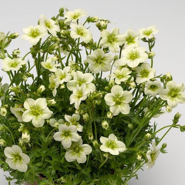 Skalnica Alpino Early™ Lime