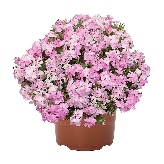 Phlox subulata Spring® Soft Pink