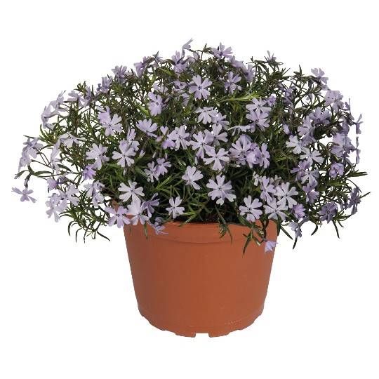 Phlox subulata Spring® Blue