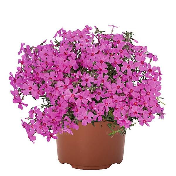 Phlox subulata Spring® Pink