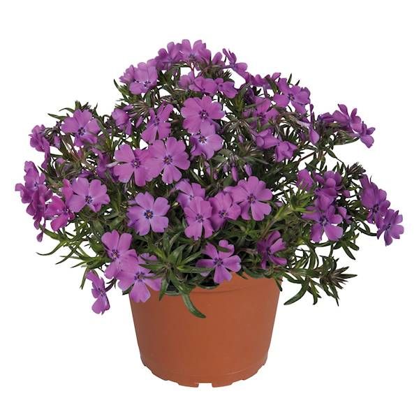 Phlox subulata Spring® Purple