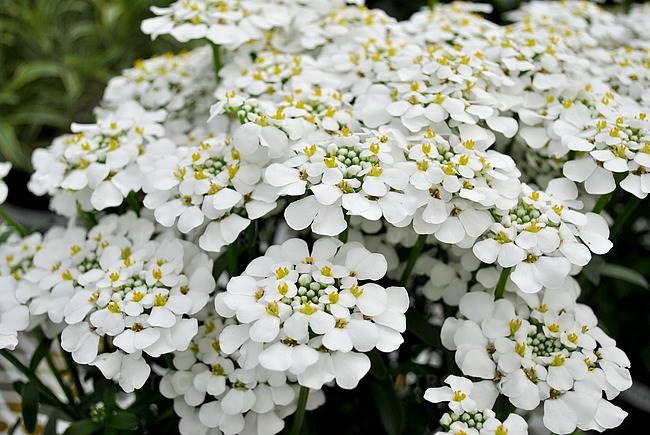 Ubiorek Pink Masterpiece