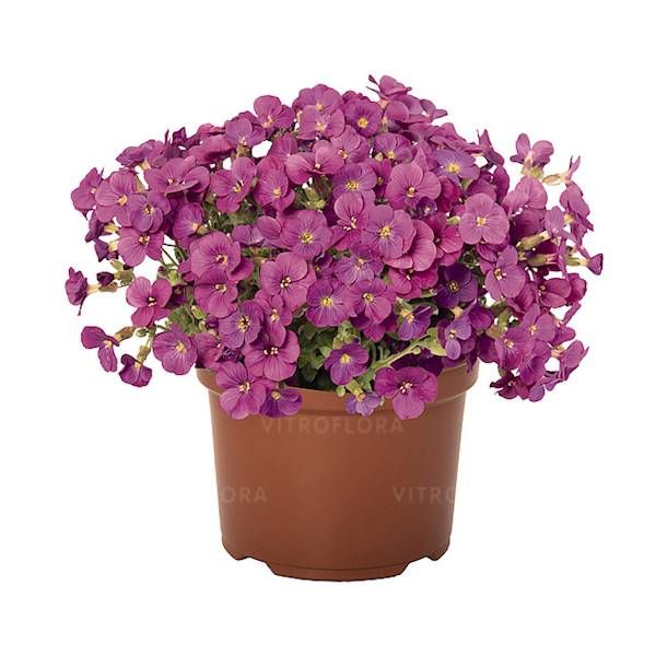 Żagwin Rock on Pink