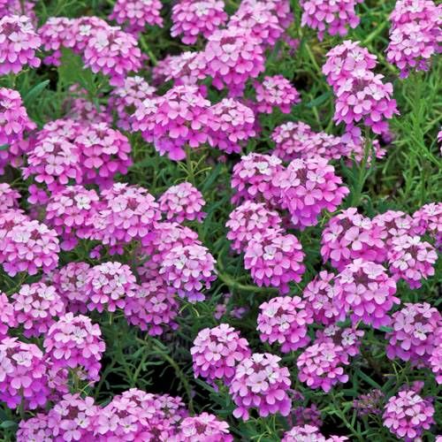 Skrzydlinka Warley Rose