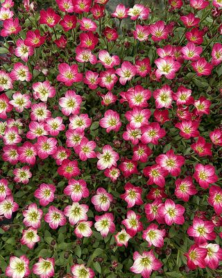 Skalnica Alpino Early™  Picotee