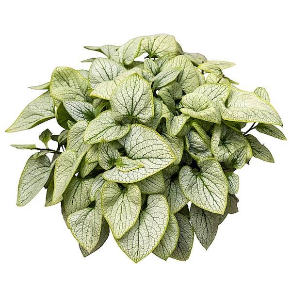 Brunnera Little Heart