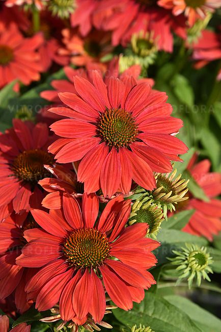 Jeżówka Pearl Dark Orange