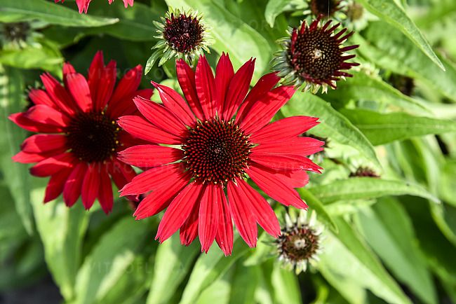 Jeżówka Pearl Deep Red