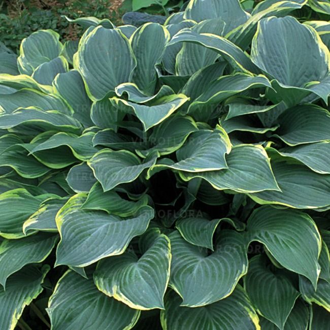 Hosta Regal Splendor