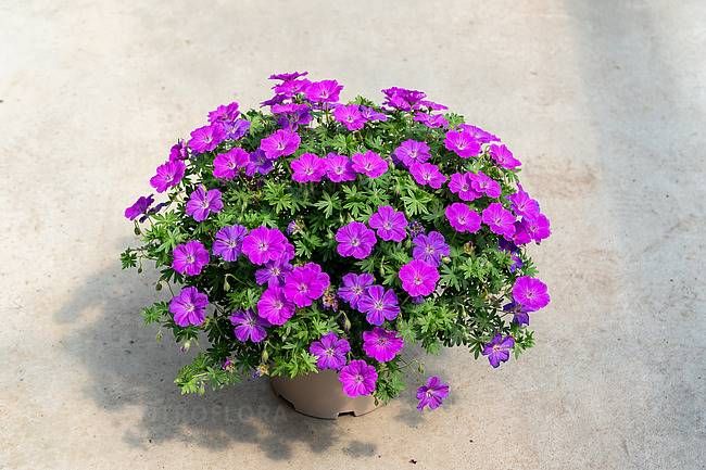 Geranium Frivolius Purple