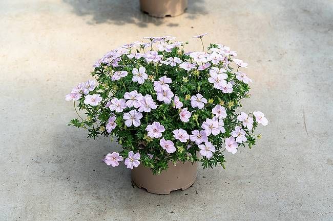 Geranium Frivolius Pink
