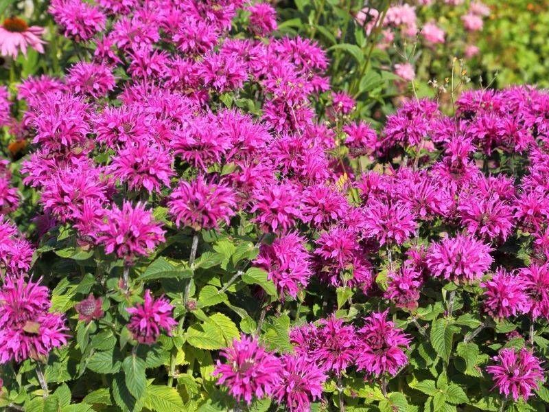 Pysznogłówka Baby Spice