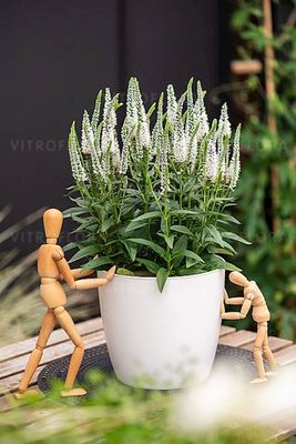 Przetacznik Lancita White