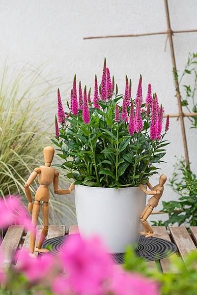 Przetacznik Lancita Pink