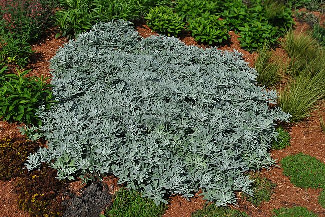 Stażec Silver Brocade