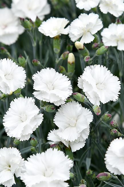 Goździk Angel of Purity