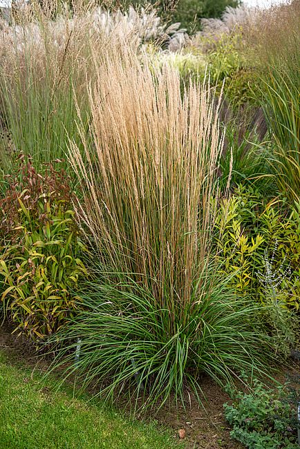 Trzcinnik Karl Foerster