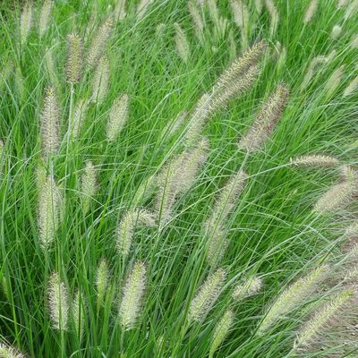 Rozplenica Hamelen Rozplenica Hamelen