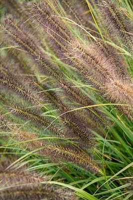 Rozplenica Red Head Rozplenica Red Head