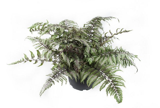 Paproć Athyrium  Pictum