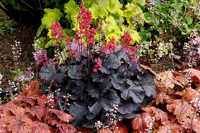 Żurawka Black Forest Cake