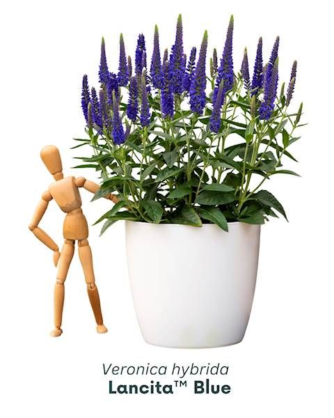 Przetacznik Lancita Blue