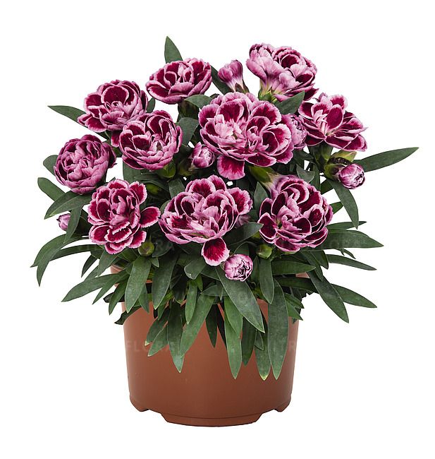 Goździk Sprint Burgundy