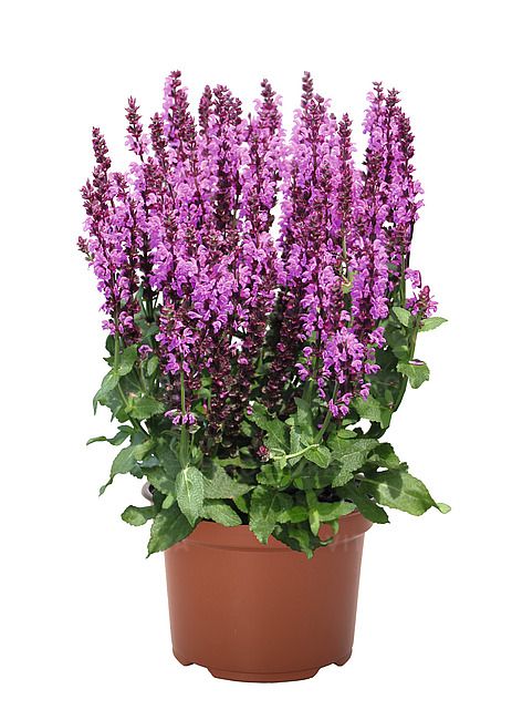 Szałwia Royal Magenta