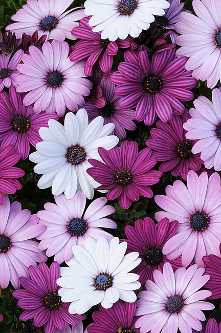 Osteospermum Stokrotka Akila